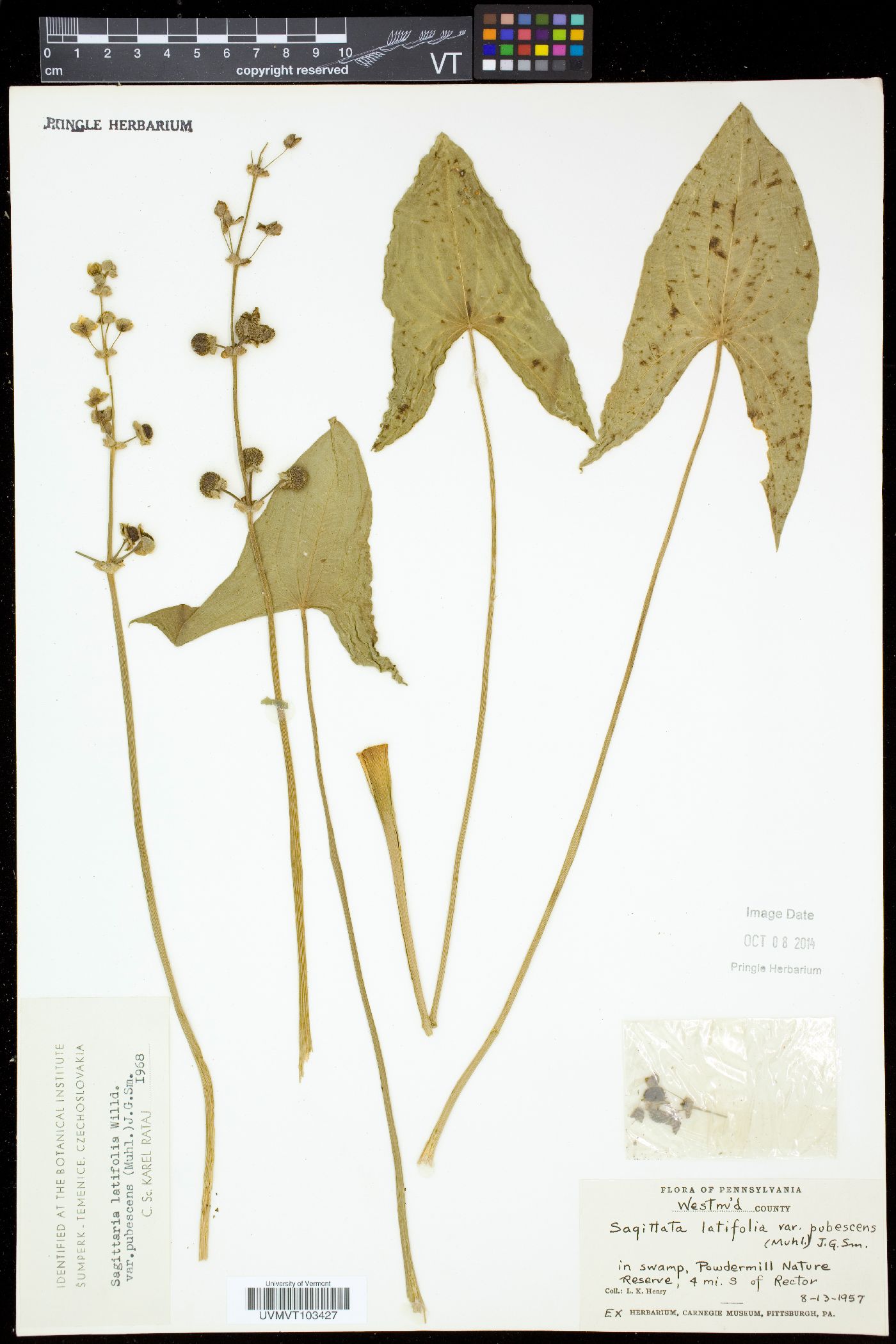 Sagittaria latifolia var. pubescens image
