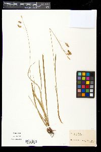 Carex flexilis image