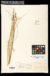 Carex paniculata image