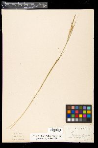 Carex xerocarpa image