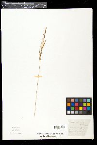 Carex xerocarpa image