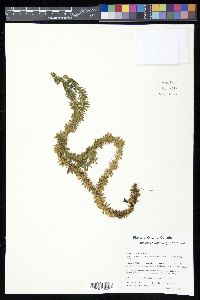 Image of Huperzia porophila