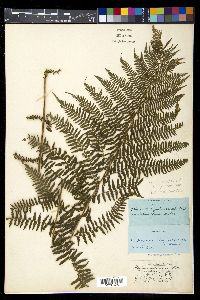 Athyrium filix-femina var. cyclosorum image