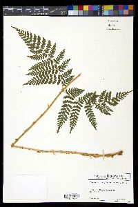 Dryopteris campyloptera image