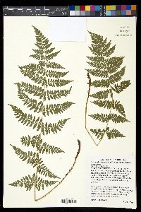 Dryopteris intermedia image