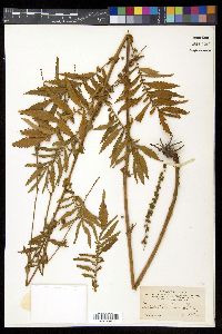 Image of Agrimonia parviflora