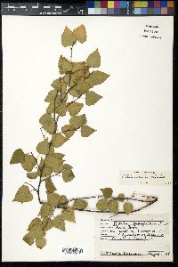 Image of Betula caerulea