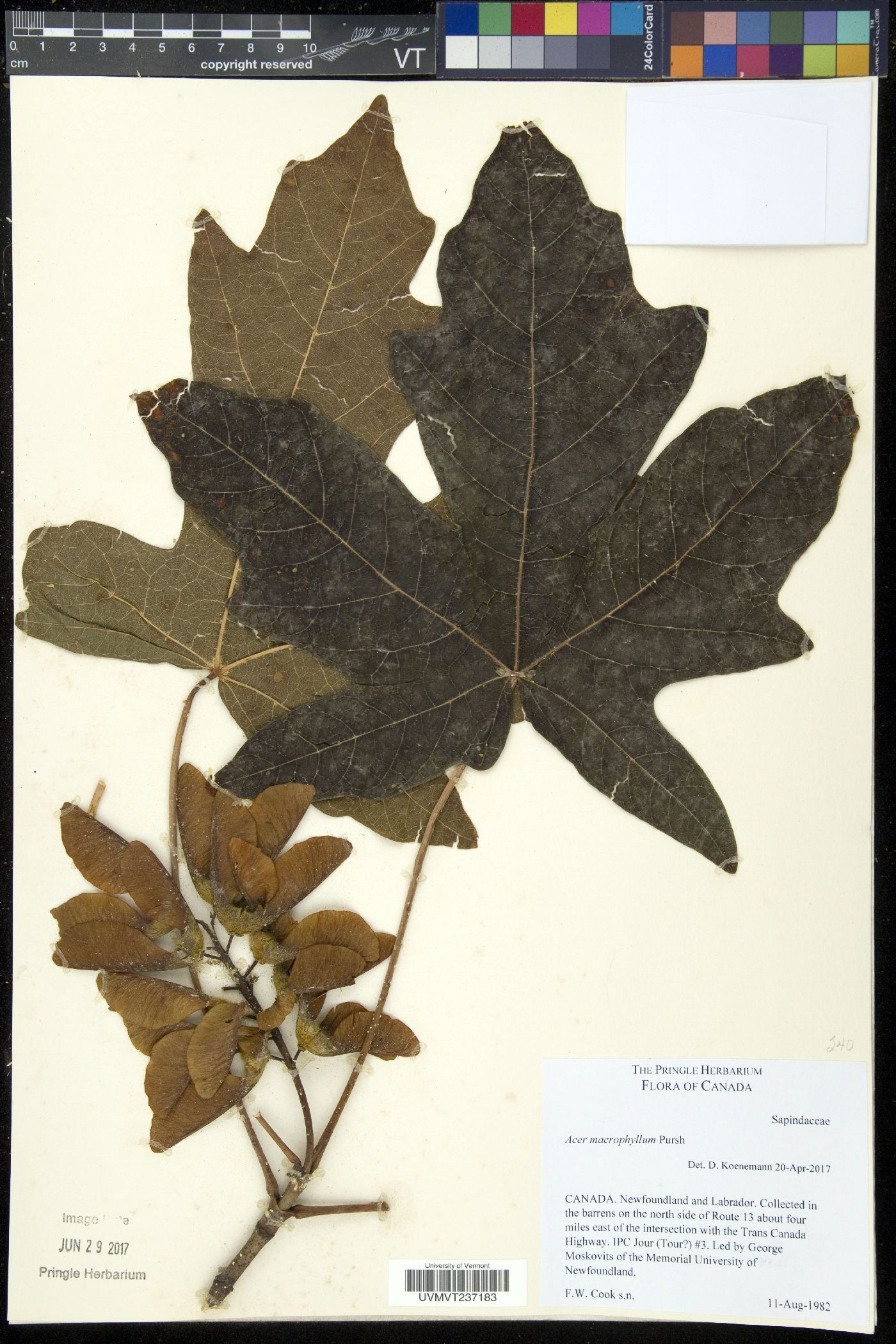 Acer macrophyllum image