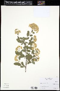 Image of Spiraea chamaedryfolia