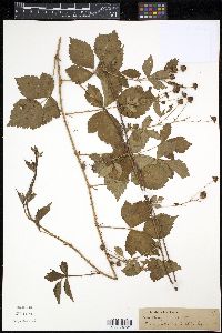 Image of Rubus baileyanus
