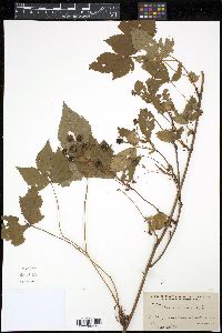 Rubus canadensis image