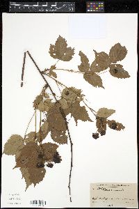 Rubus canadensis image