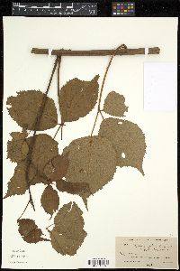 Rubus pergratus image