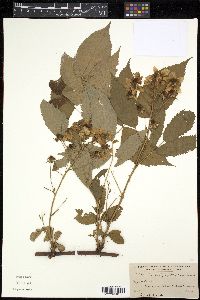 Rubus pergratus image
