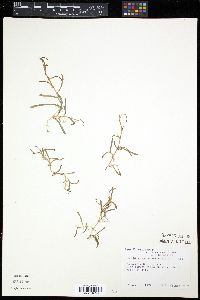 Lilaeopsis chinensis image