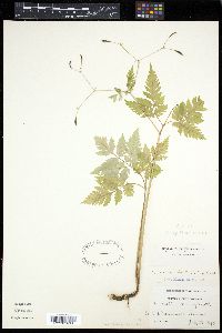 Image of Osmorhiza brevistylis