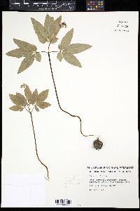 Image of Panax trifolium