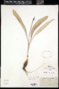 Image of Allium tricoccum
