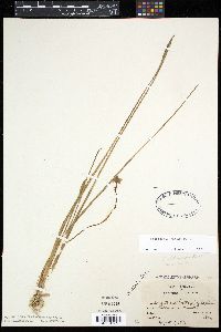 Image of Sagittaria heterophylla