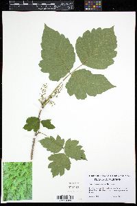 Toxicodendron radicans image