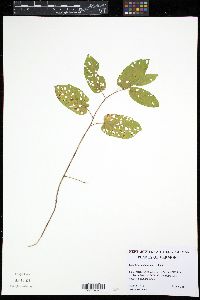 Image of Calystegia spithamaea