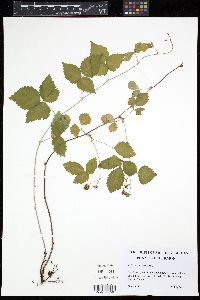 Rubus flagellaris image