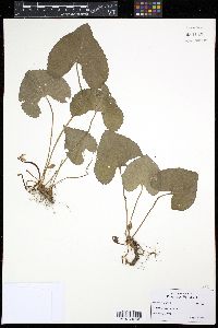 Viola sororia image