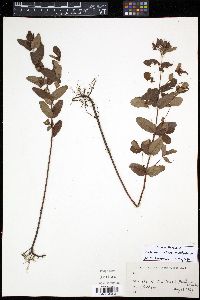 Image of Triadenum tubulosum