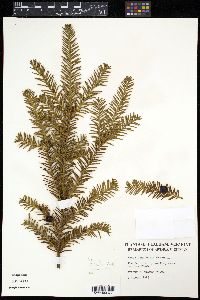 Image of Taxus canadensis