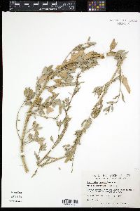 Chenopodium paganum image