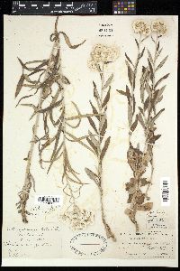 Image of Antennaria margaritacea