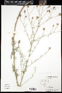 Centaurea maculosa image