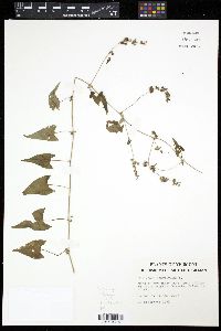 Polygonum convolvulus image