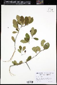 Crataegus crus-galli image