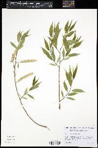 Image of Salix amygdaloides