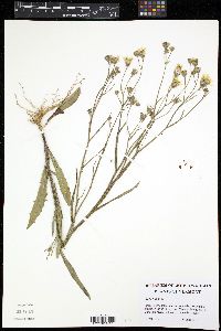 Image of Crepis biennis