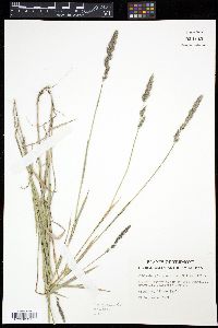 Image of Muhlenbergia glomerata