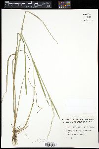 Image of Glyceria borealis