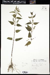 Scutellaria laterifolia image