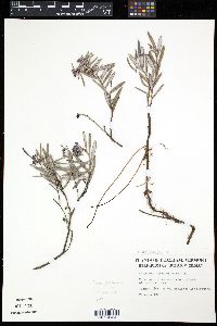 Andromeda polifolia var. glaucophylla image