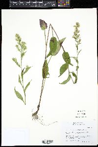 Image of Symphyotrichum urophyllum