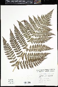 Dryopteris campyloptera image