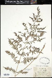 Athyrium filix-femina ssp. angustum image