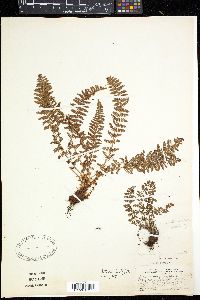 Dryopteris fragrans image